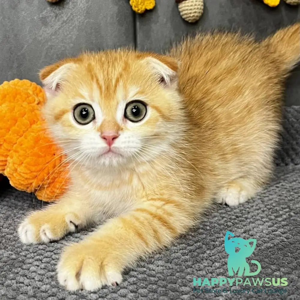 Quest Scottish Fold male black golden spotted tabby - live animals