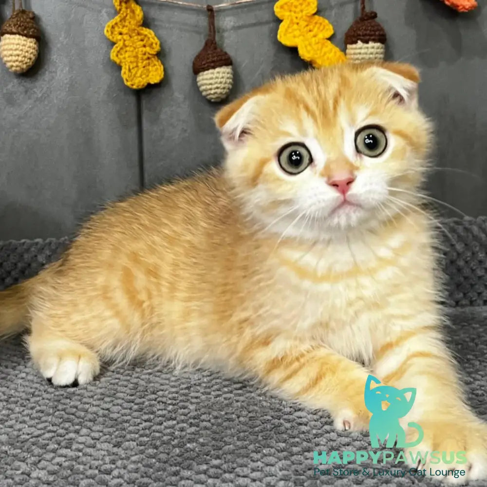 Quest Scottish Fold male black golden spotted tabby - live animals