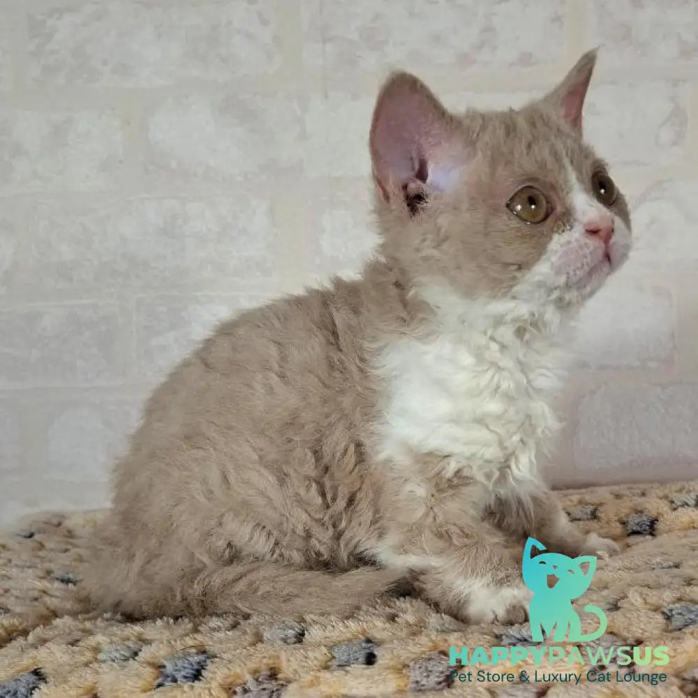 Quest Selkirk Rex male fawn bicolour