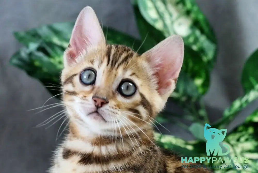 Questa Bengal female black spotted tabby - live animals