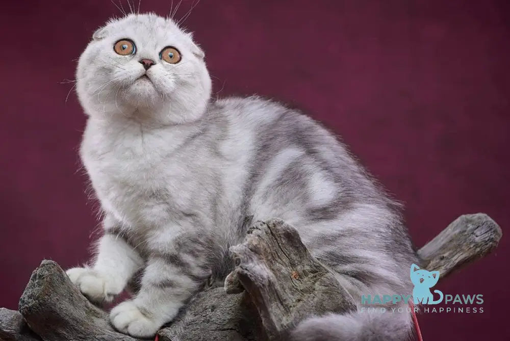 Questa Lola Scottish Straight female black silver tabby live animals