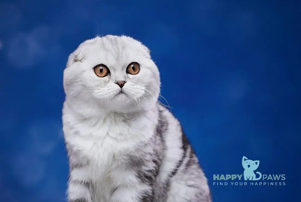 Questa Lola Scottish Fold female black silver tabby live animals