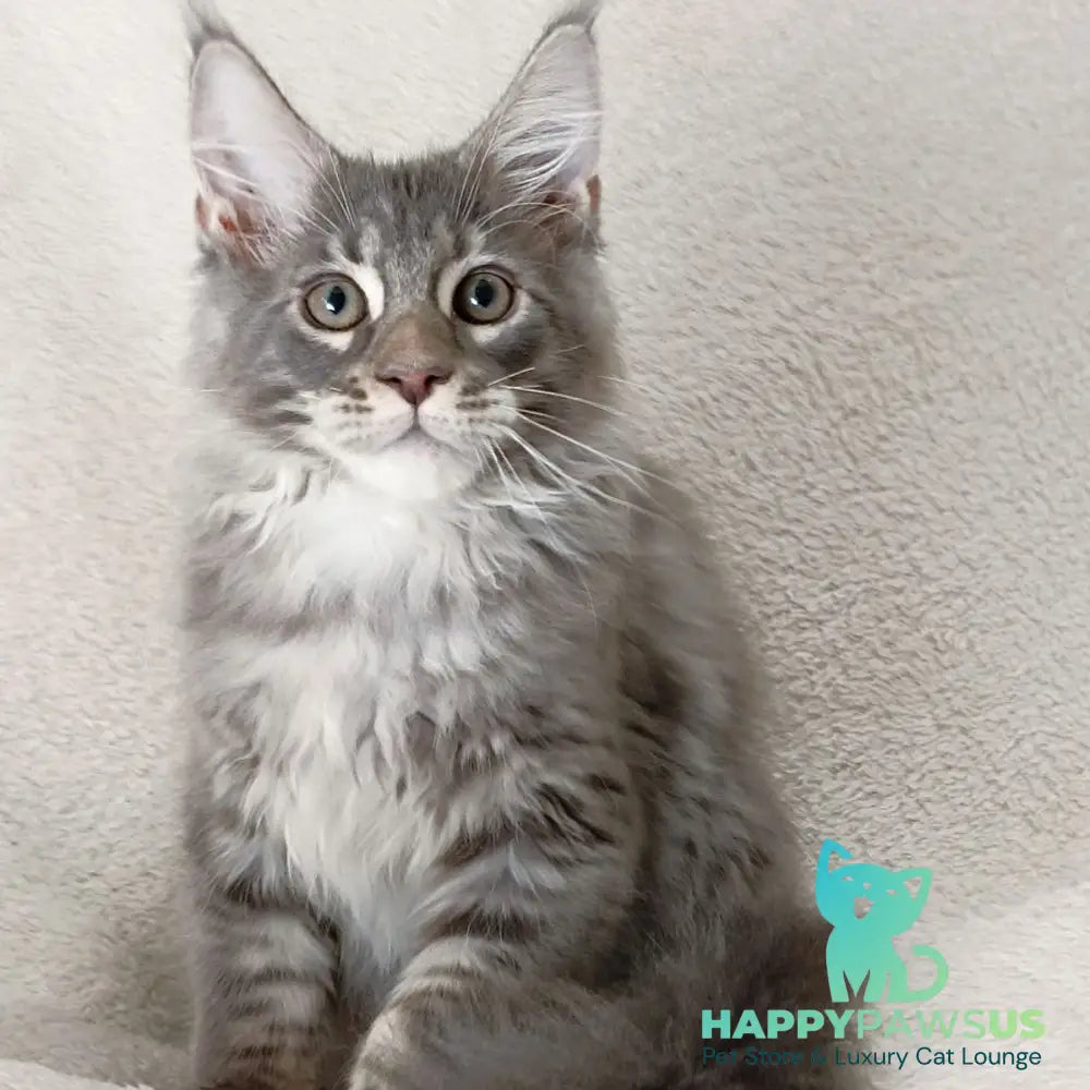 Quester King Maine Coon male blue tabby - live animals