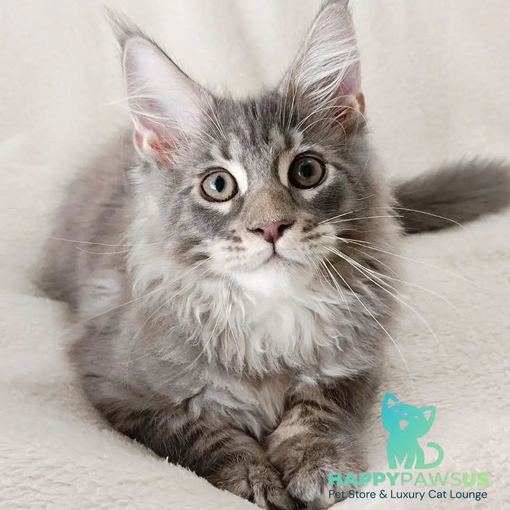 Quester King Maine Coon male blue tabby - live animals
