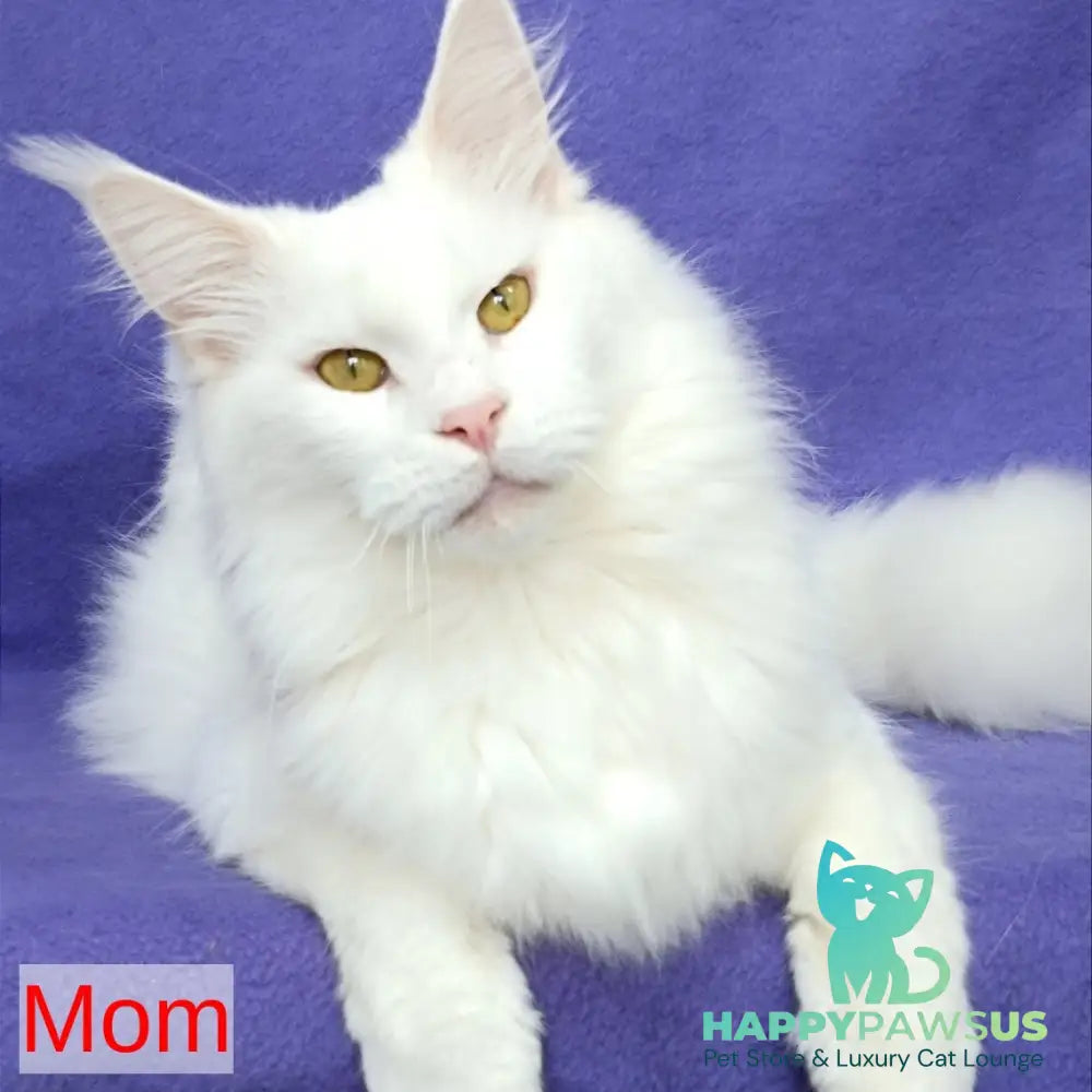 Quester King Maine Coon male blue tabby - live animals