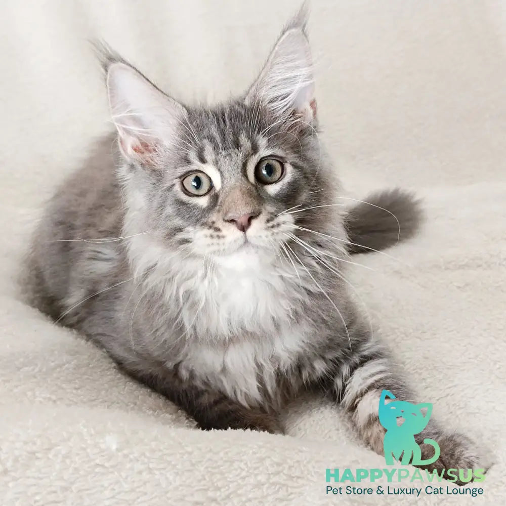Quester King Maine Coon male blue tabby - live animals