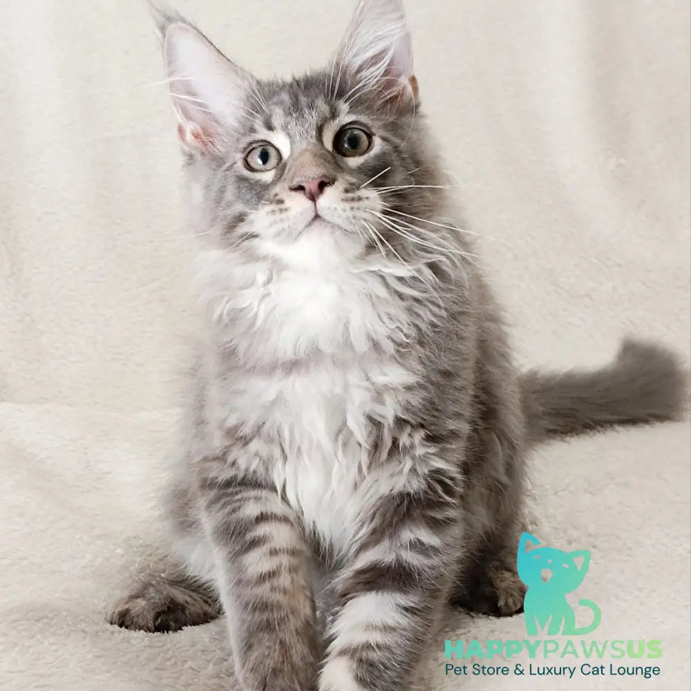 Quester King Maine Coon male blue tabby - live animals