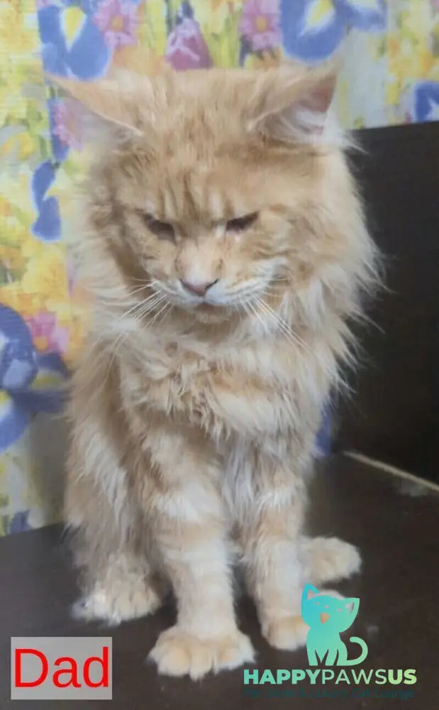 Question Maine Coon polydactyl male black live animals
