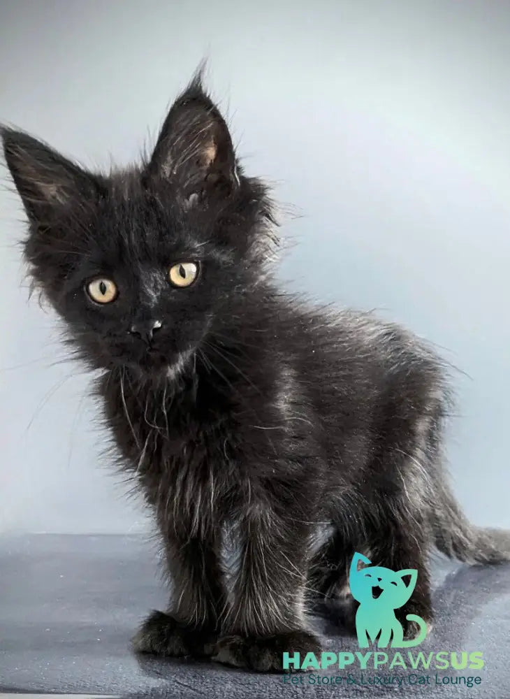 Question Maine Coon polydactyl male black live animals