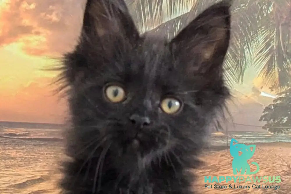 Question Maine Coon polydactyl male black live animals