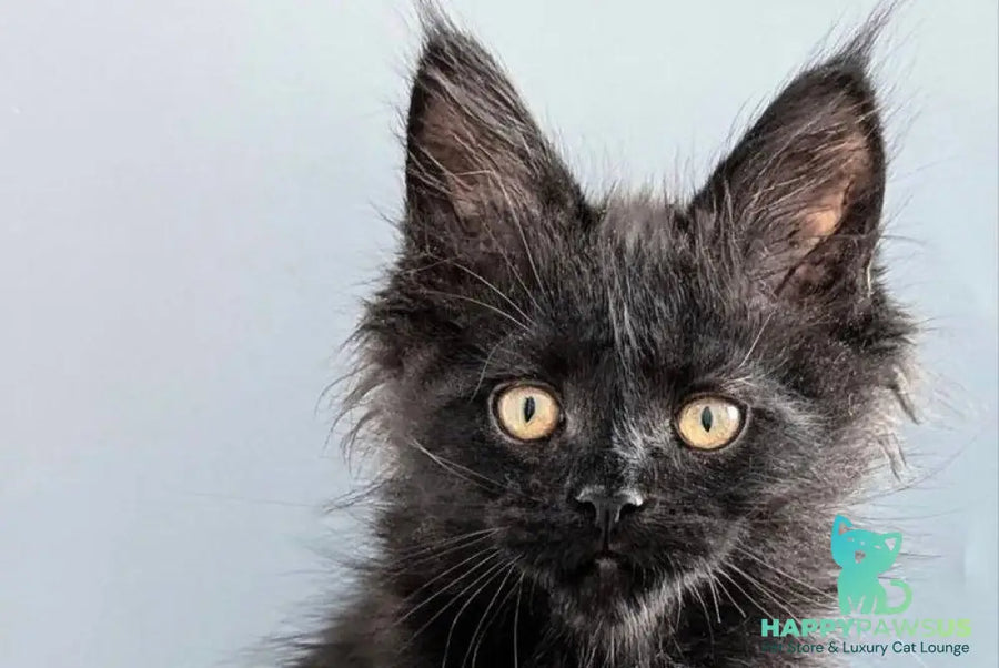 Question Maine Coon polydactyl male black live animals