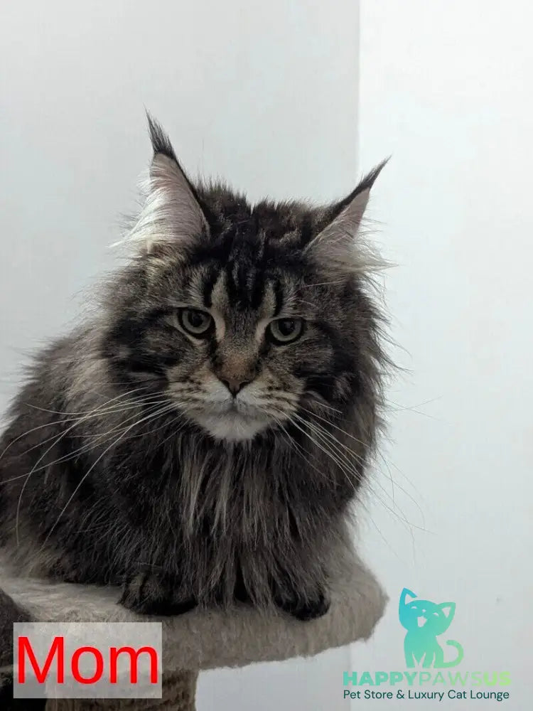 Question Maine Coon polydactyl male black live animals