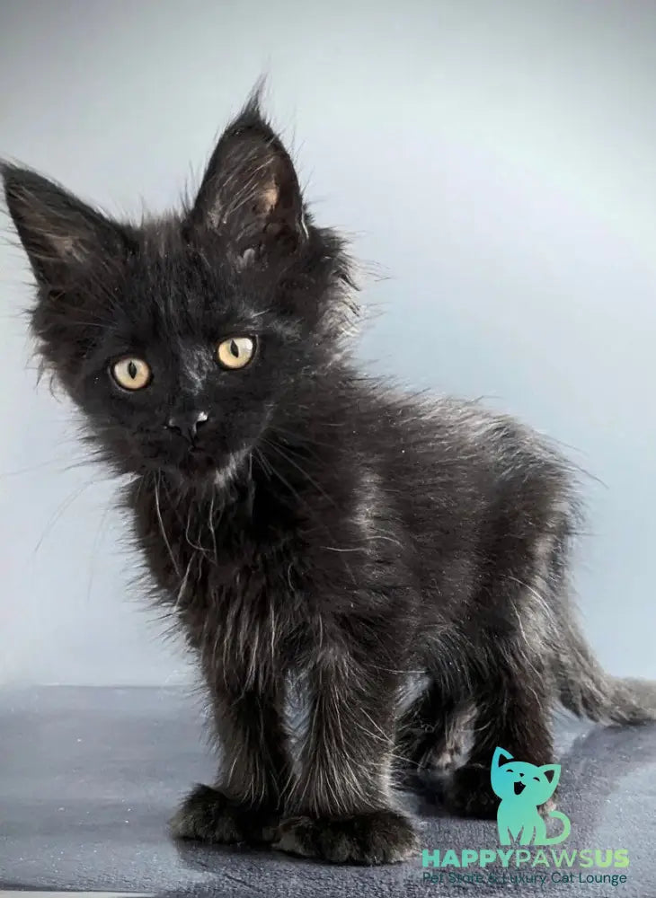 Question Maine Coon polydactyl male black live animals