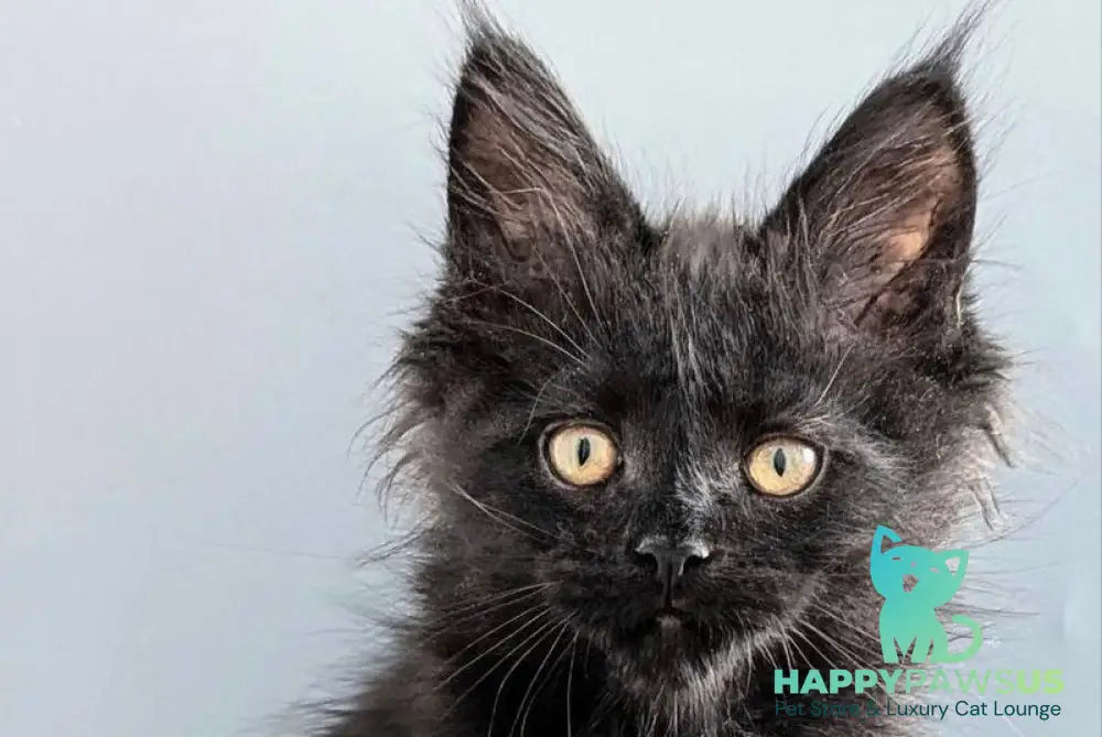 Question Maine Coon polydactyl male black live animals