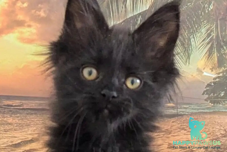 Question Maine Coon polydactyl male black live animals