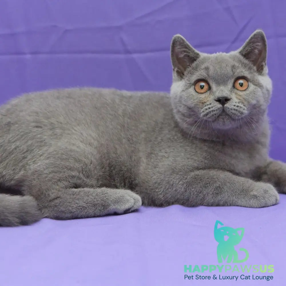 Questor British Shorthair male blue - live animals