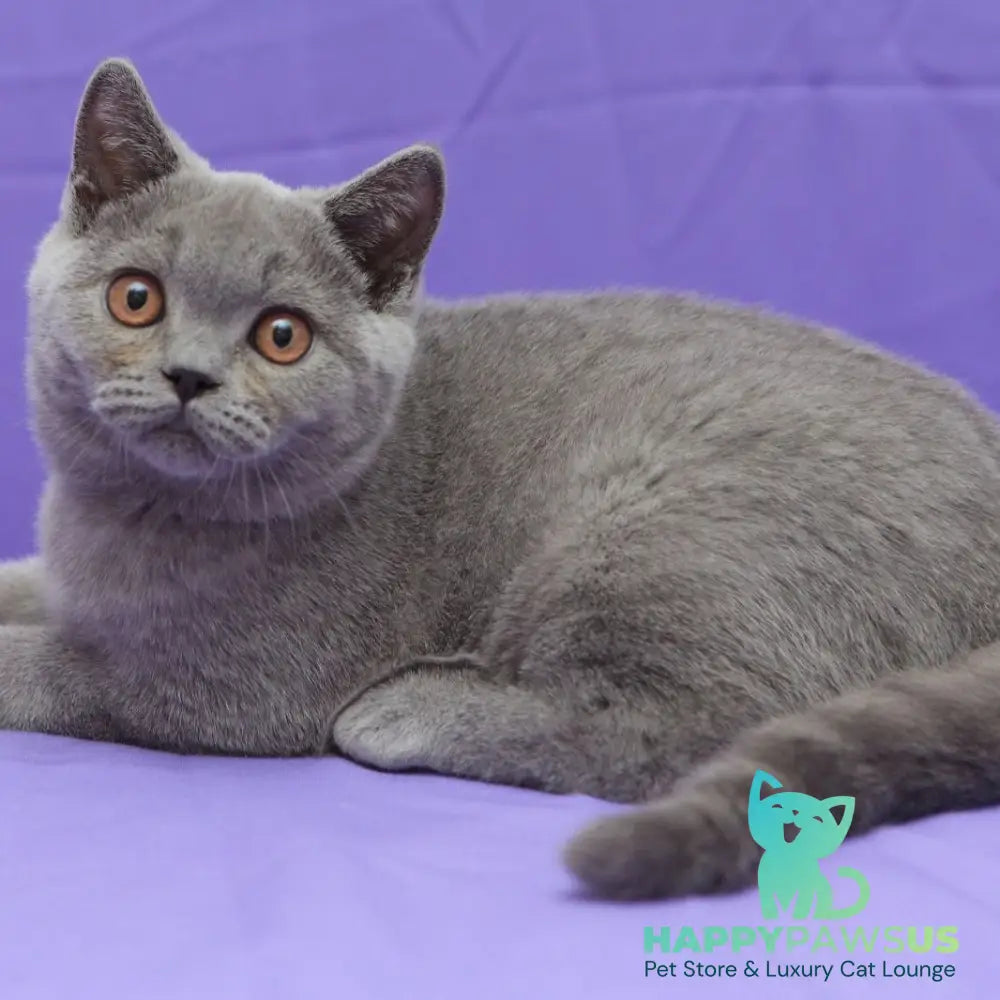 Questor British Shorthair male blue - live animals