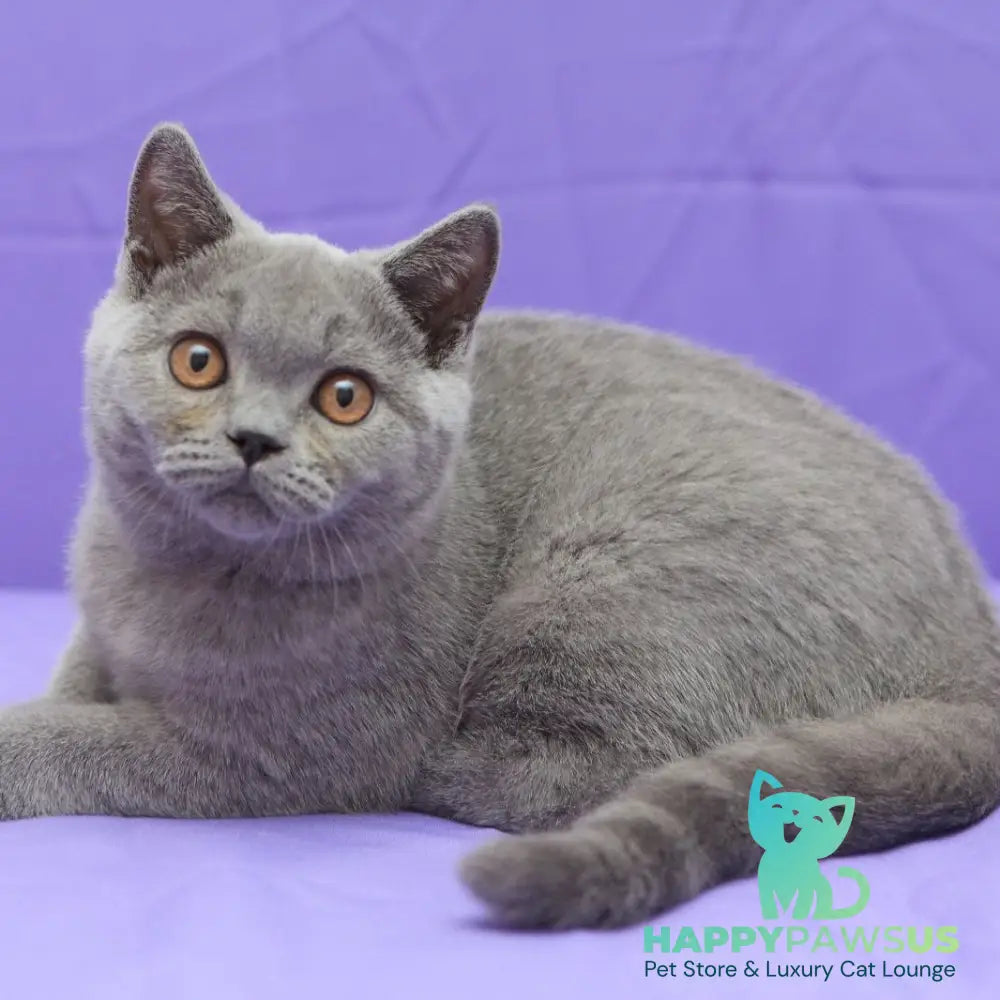 Questor British Shorthair male blue - live animals
