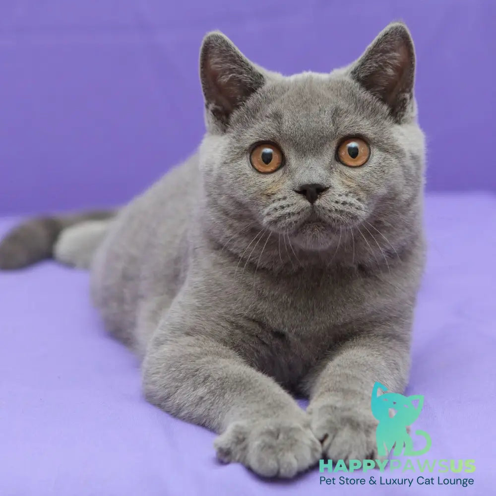 Questor British Shorthair male blue - live animals