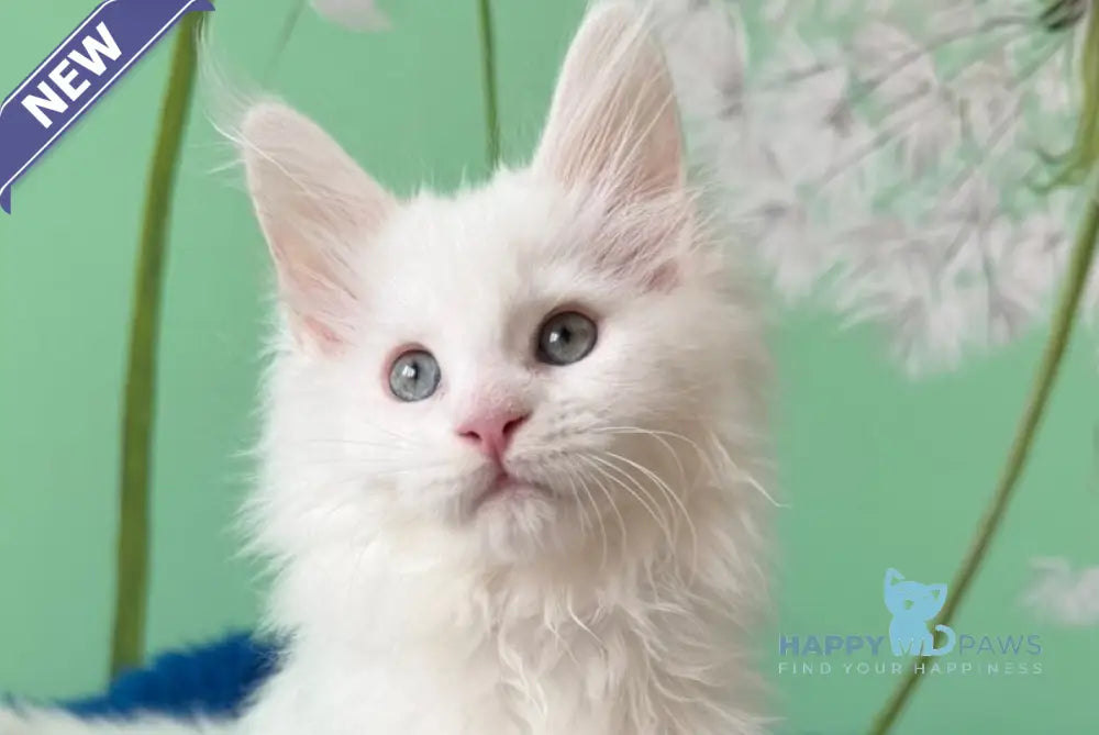 Queto Maine Coon female white live animals