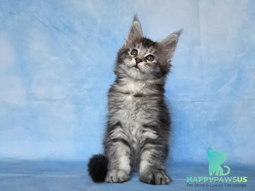 Quetzal Maine Coon female black silver ticked tabby - live animals