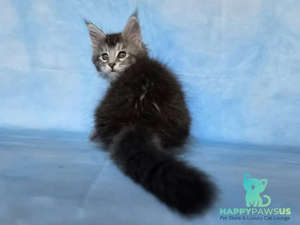 Quetzal Maine Coon female black silver ticked tabby - live animals