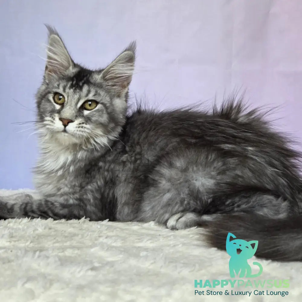 Quetzal Maine Coon female black silver ticked tabby - live animals