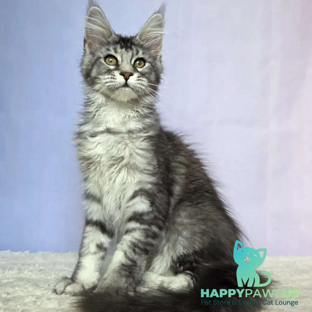 Quetzal Maine Coon female black silver ticked tabby - live animals