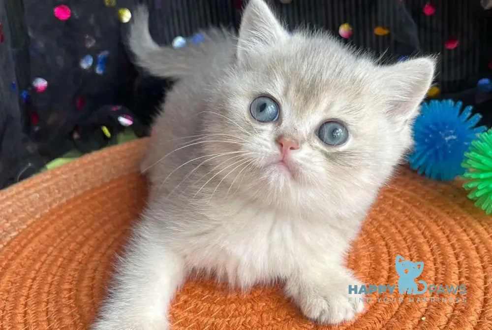 Quevin British Shorthair male blue golden shaded live animals