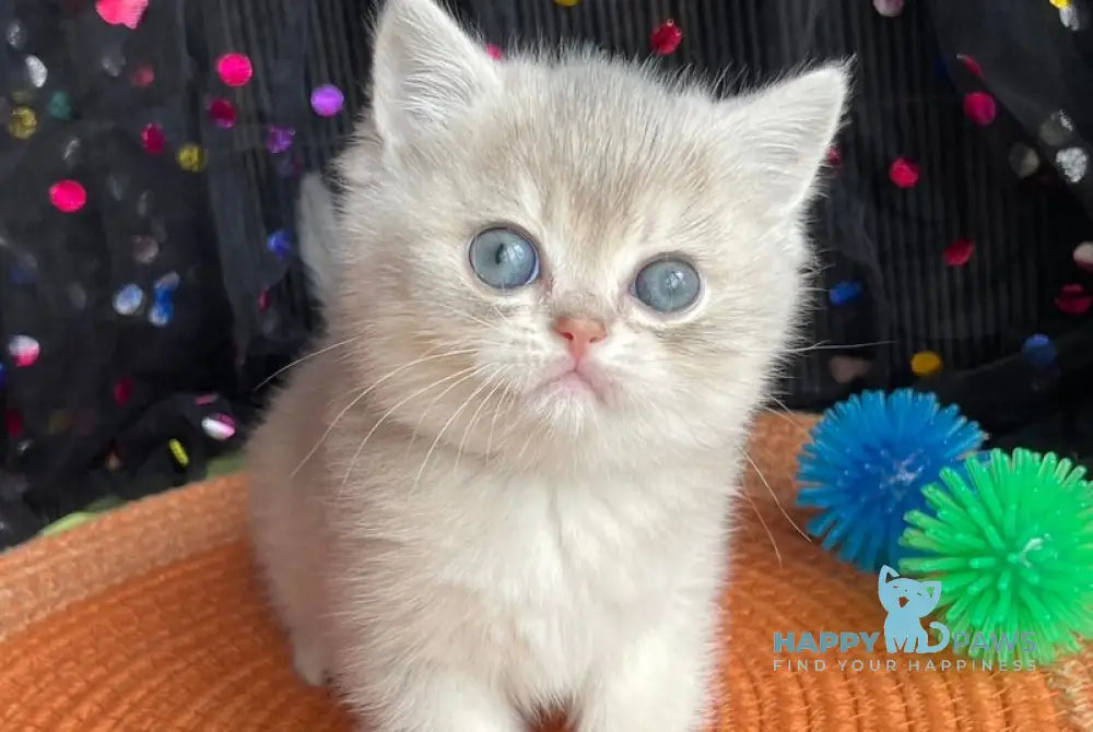 Quevin British Shorthair male blue golden shaded live animals