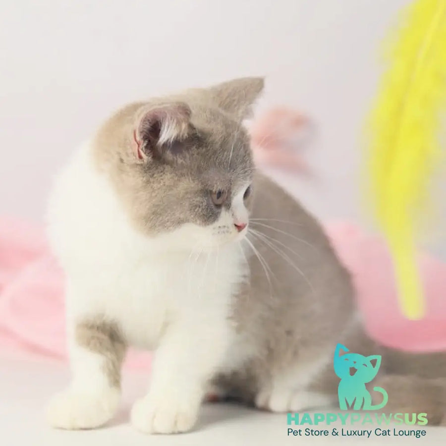 Quiana British Shorthair female lilac bicolour - live animals
