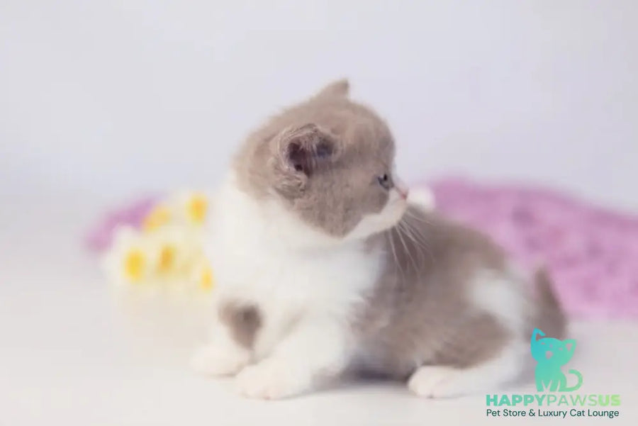 Quiana British Shorthair female lilac bicolour - live animals