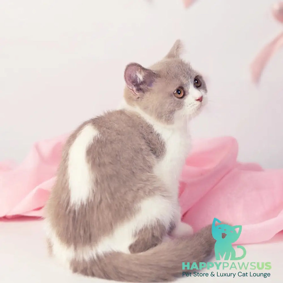 Quiana British Shorthair female lilac bicolour - live animals
