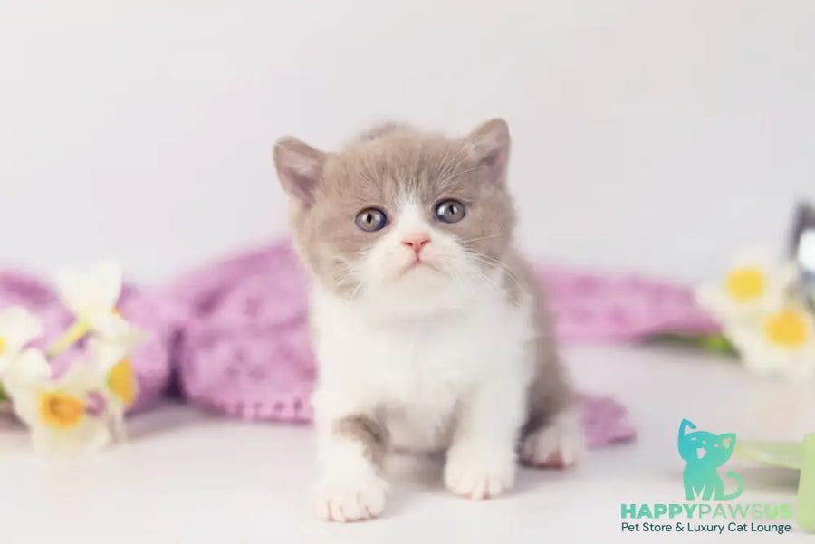 Quiana British Shorthair female lilac bicolour - live animals