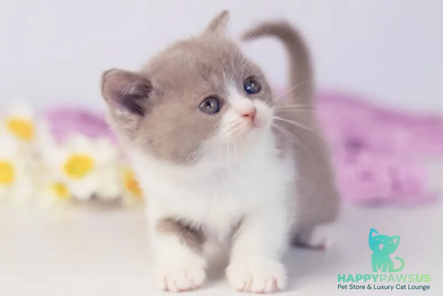 Quiana British Shorthair female lilac bicolour - live animals