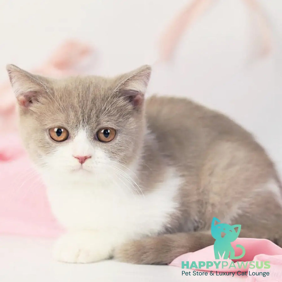 Quiana British Shorthair female lilac bicolour - live animals