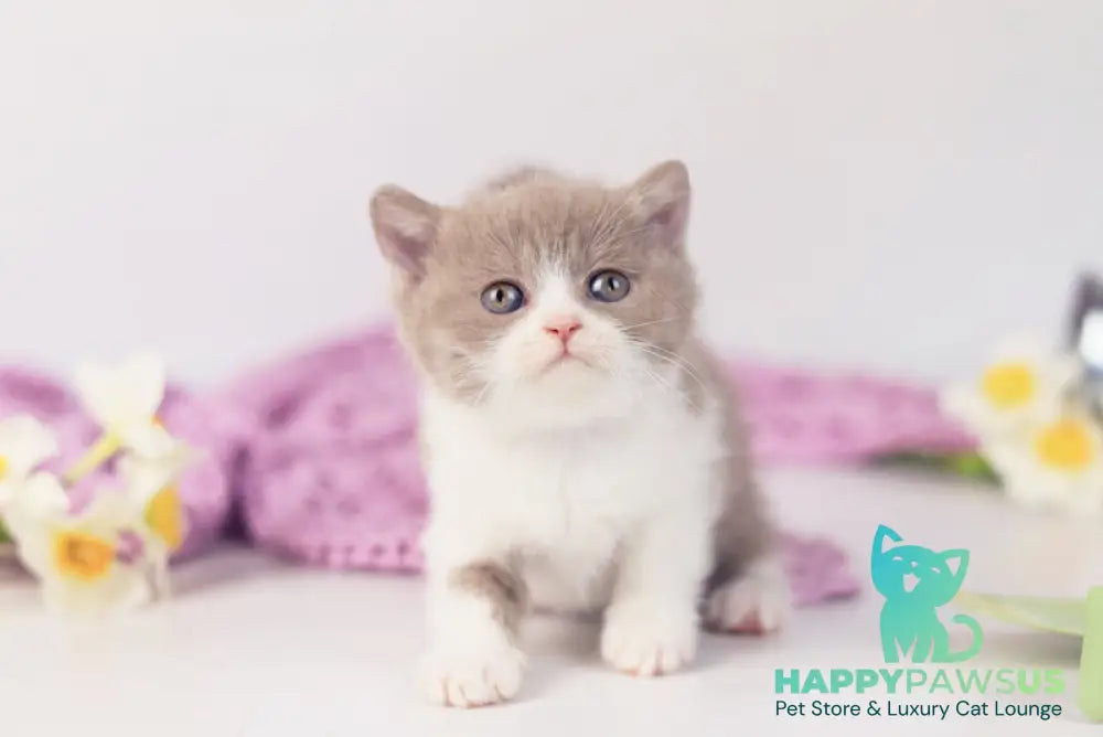 Quiana British Shorthair female lilac bicolour - live animals