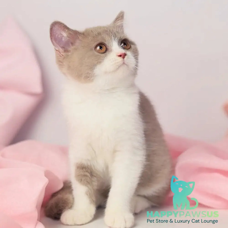 Quiana British Shorthair female lilac bicolour - live animals