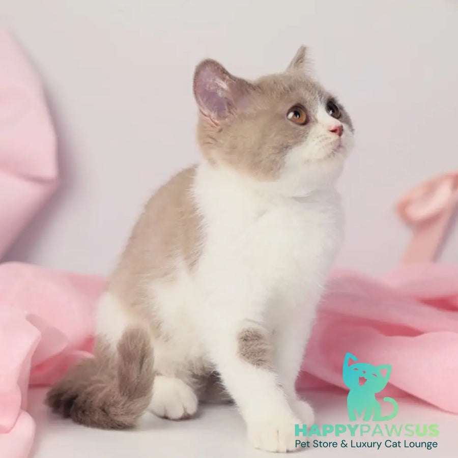 Quiana British Shorthair female lilac bicolour - live animals