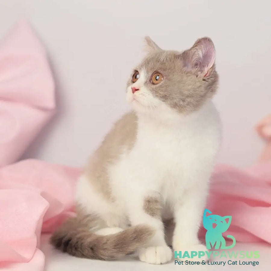 Quiana British Shorthair female lilac bicolour - live animals