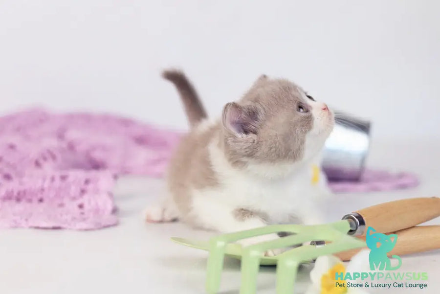 Quiana British Shorthair female lilac bicolour - live animals