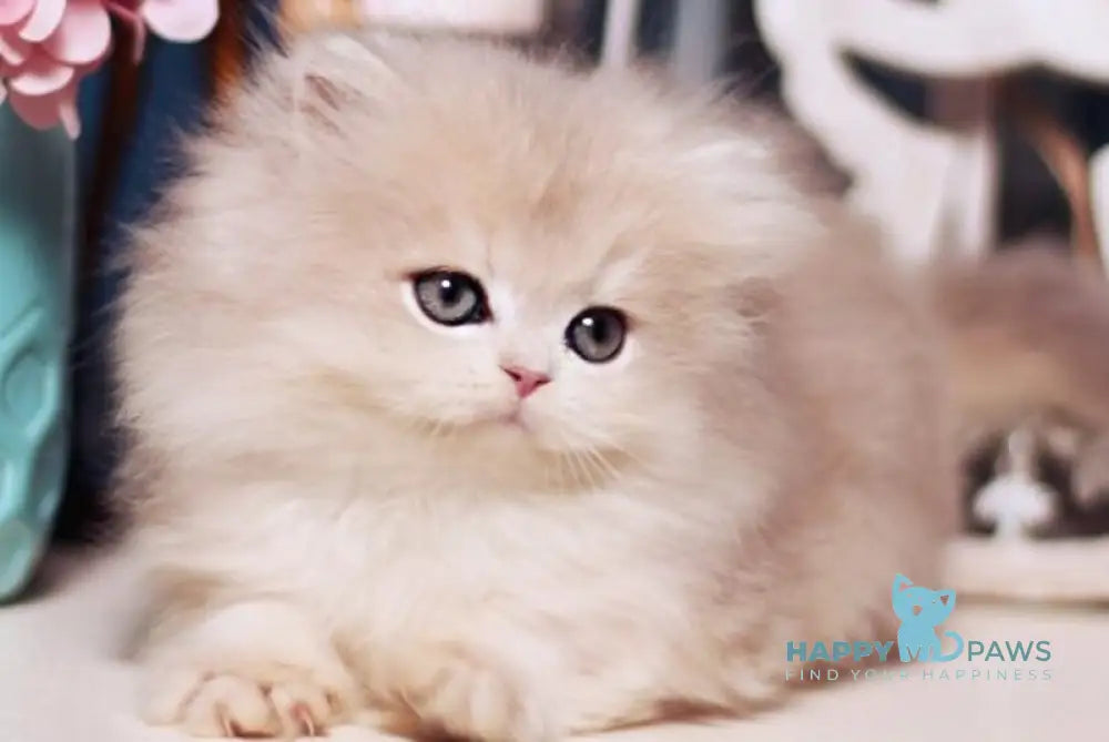 Quick British Longhair male blue golden shaded live animals