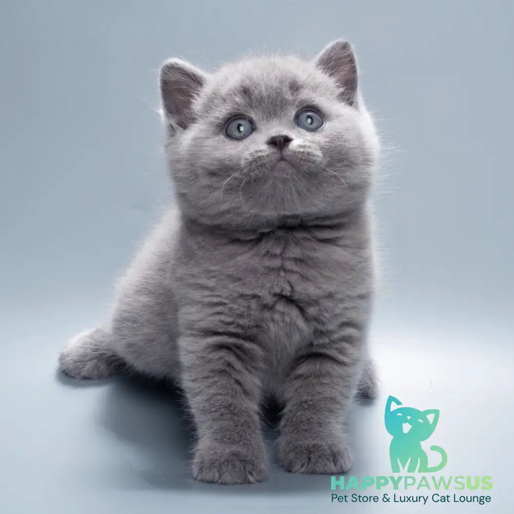 Quick British Shorthair male blue - live animals