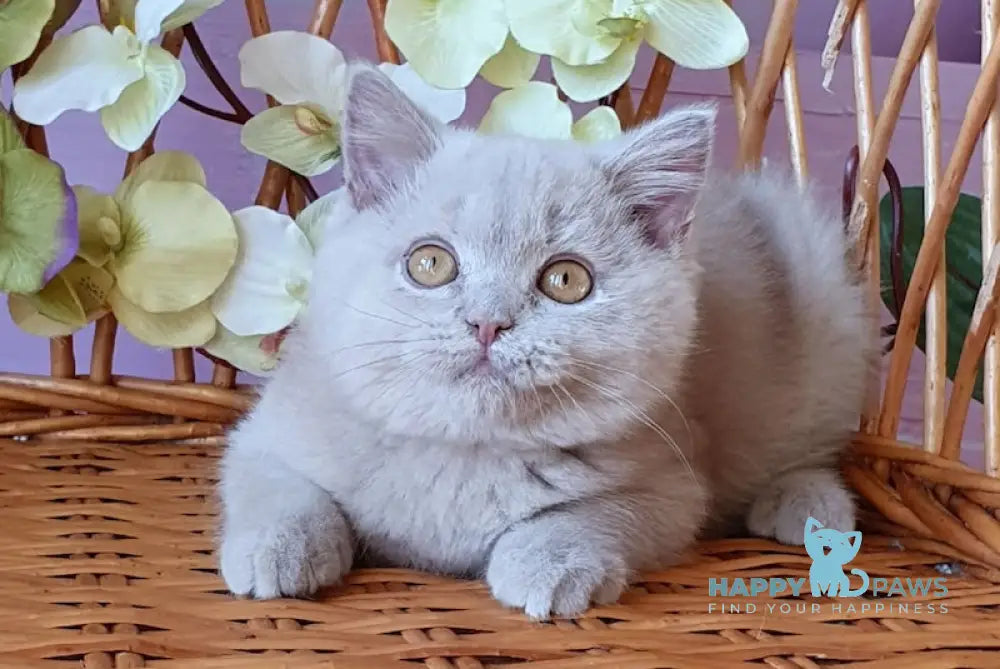Quick British Shorthair Male Fawn Live Animals