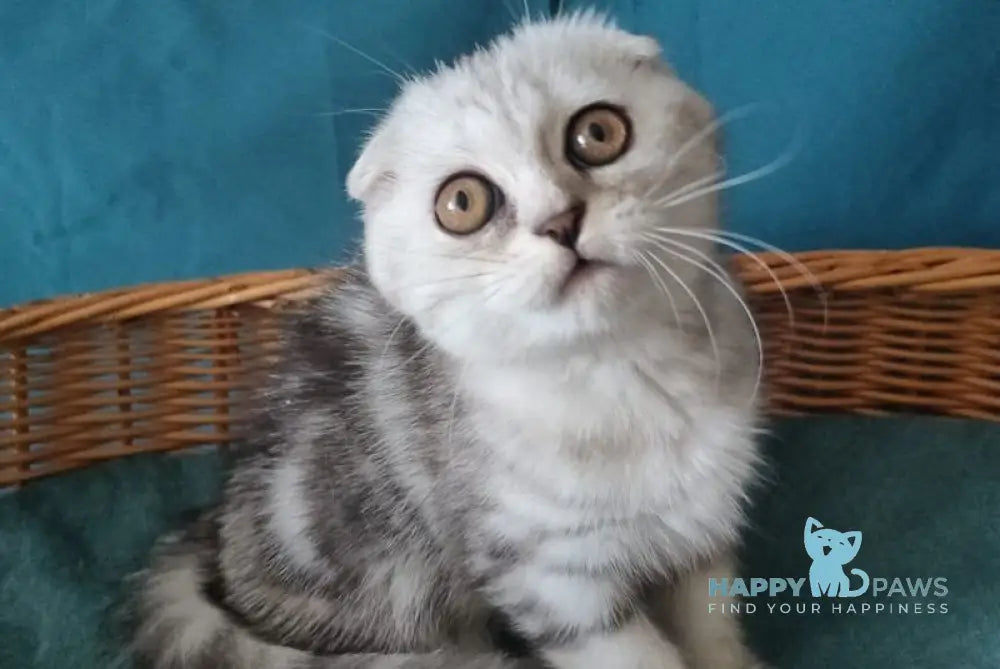 Quick lola Scottish Fold female black silver tabby live animals