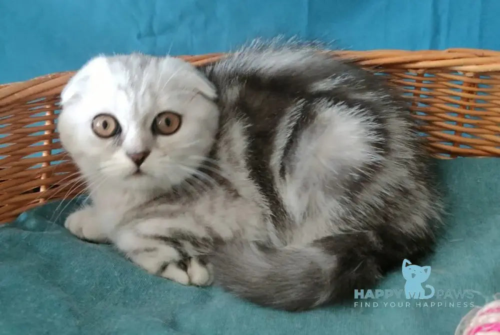 Quick lola Scottish Fold female black silver tabby live animals