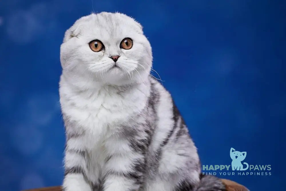 Quick lola Scottish Fold female black silver tabby live animals