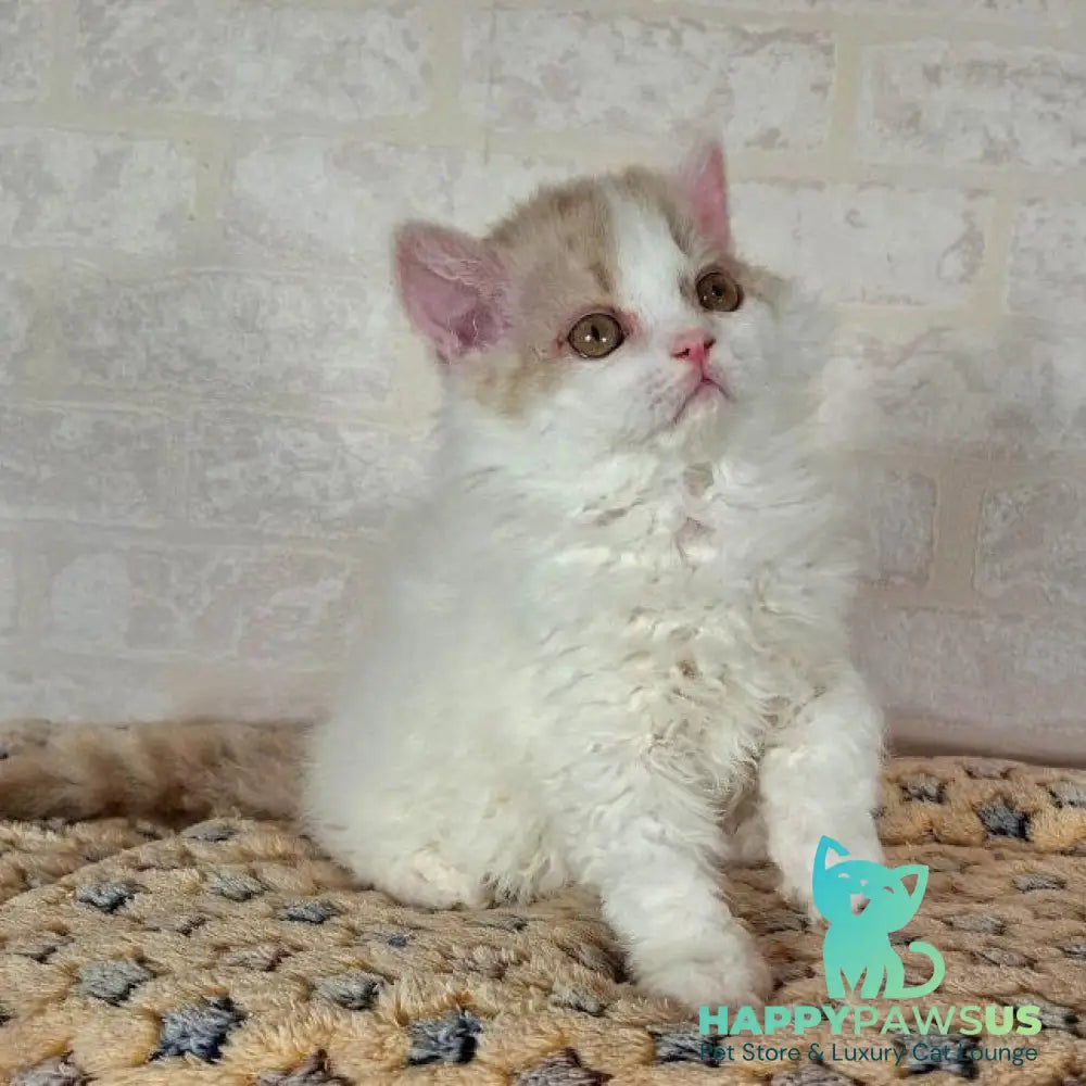 Quick Selkirk Rex male cinnamon bicolour - live animals