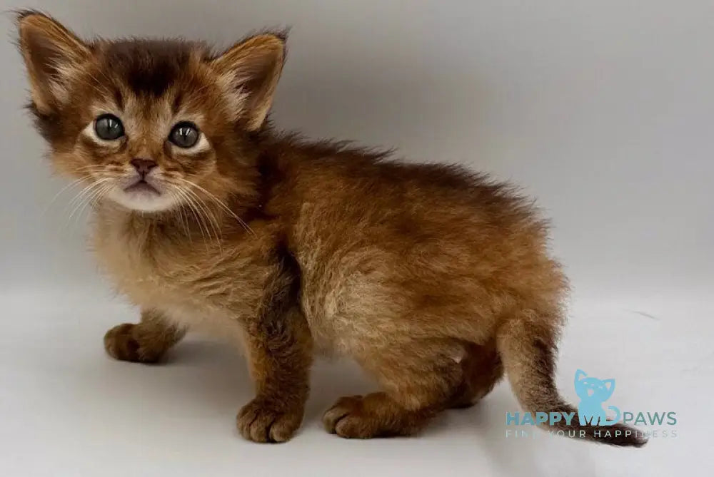 Quick Somali male ruddy live animals