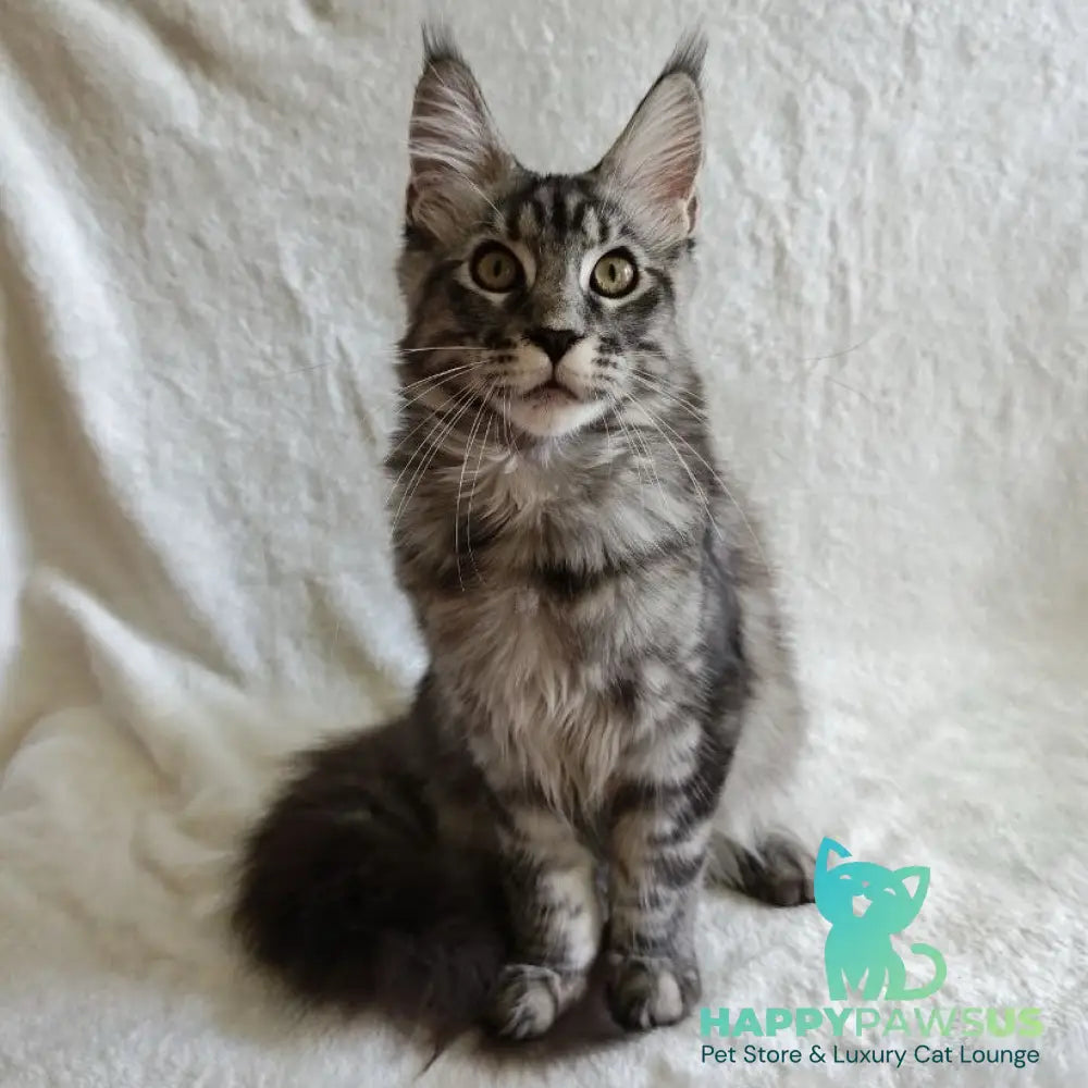 Quigley Maine Coon male black silver tabby - live animals